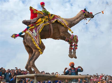 camel race in india